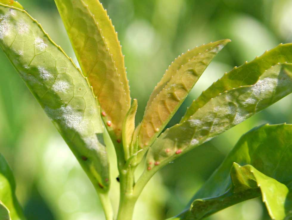 Witziekte: Schadebeeld op <I>Prunus laurocerasus</I> | © Viaverda