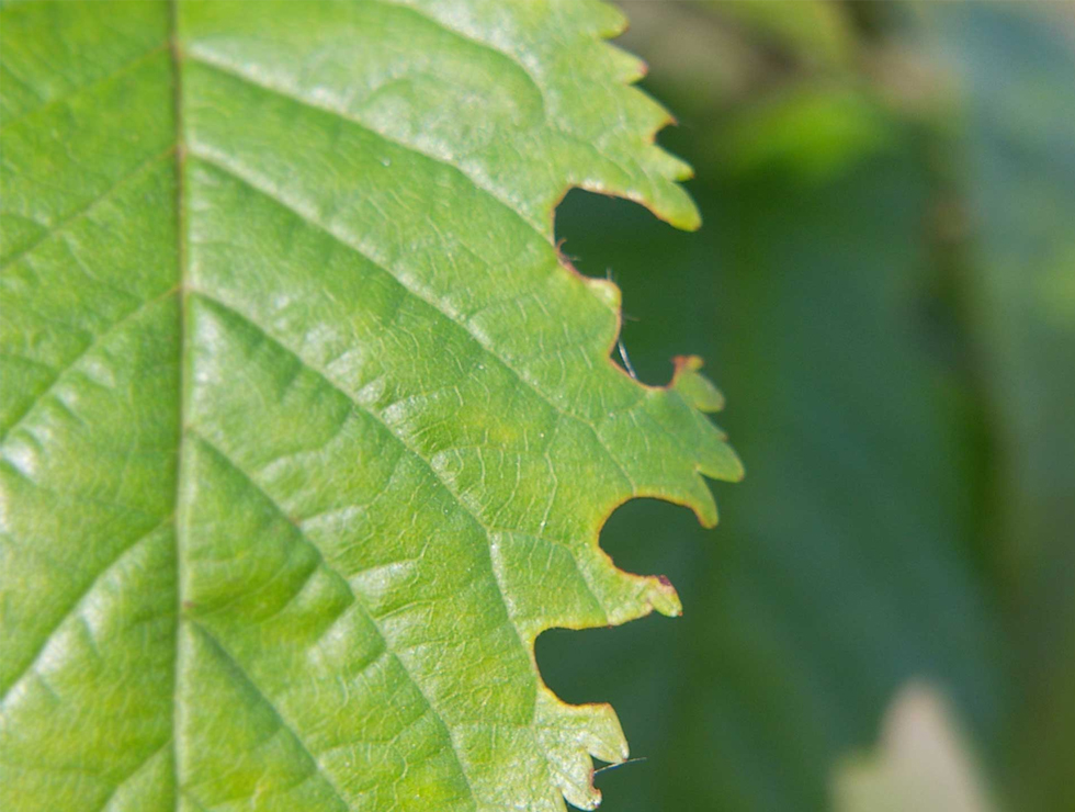 Bladsnuitkevers: Schadebeeld | © PCS