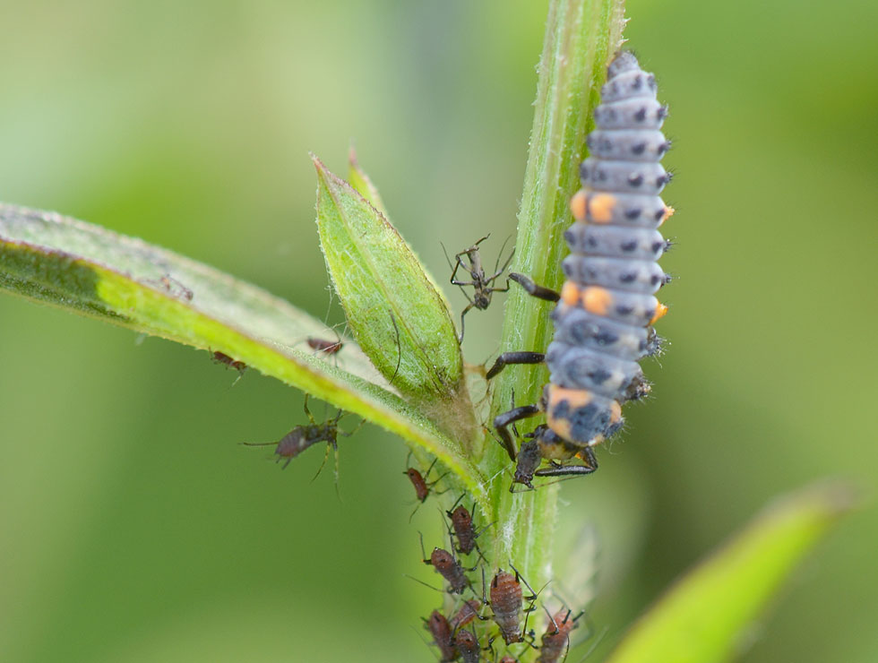 Lieveheersbeestjes: Larve vierde stadium | © HoGent