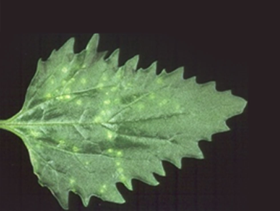 Strawberry latent ringspot (nepo)virus: Schadebeeld | © dpvweb