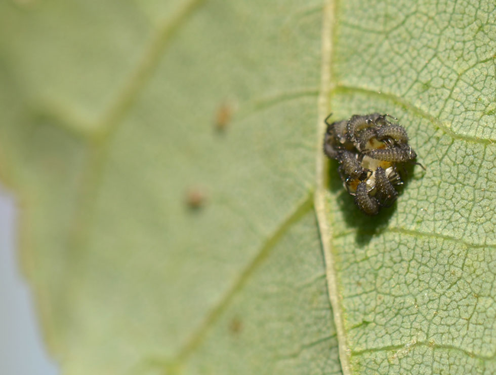 Lieveheersbeestjes: Larve eerste stadium | © HoGent