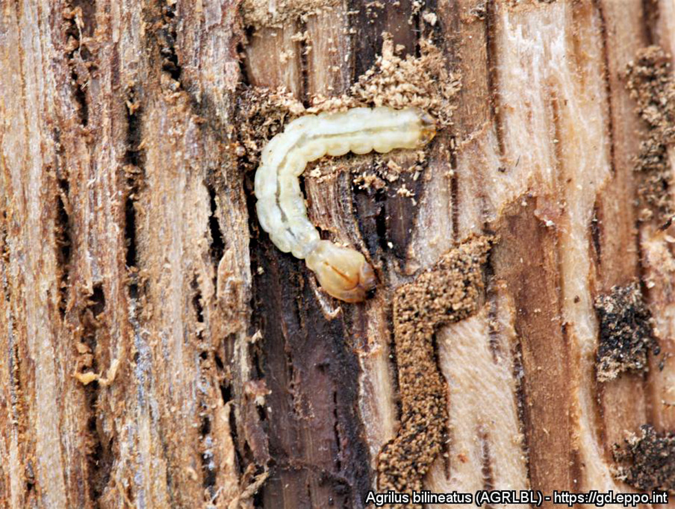 Agrilus bilineatus: Larve | © EPPO, S. A. Katovich, USDA Forest Service