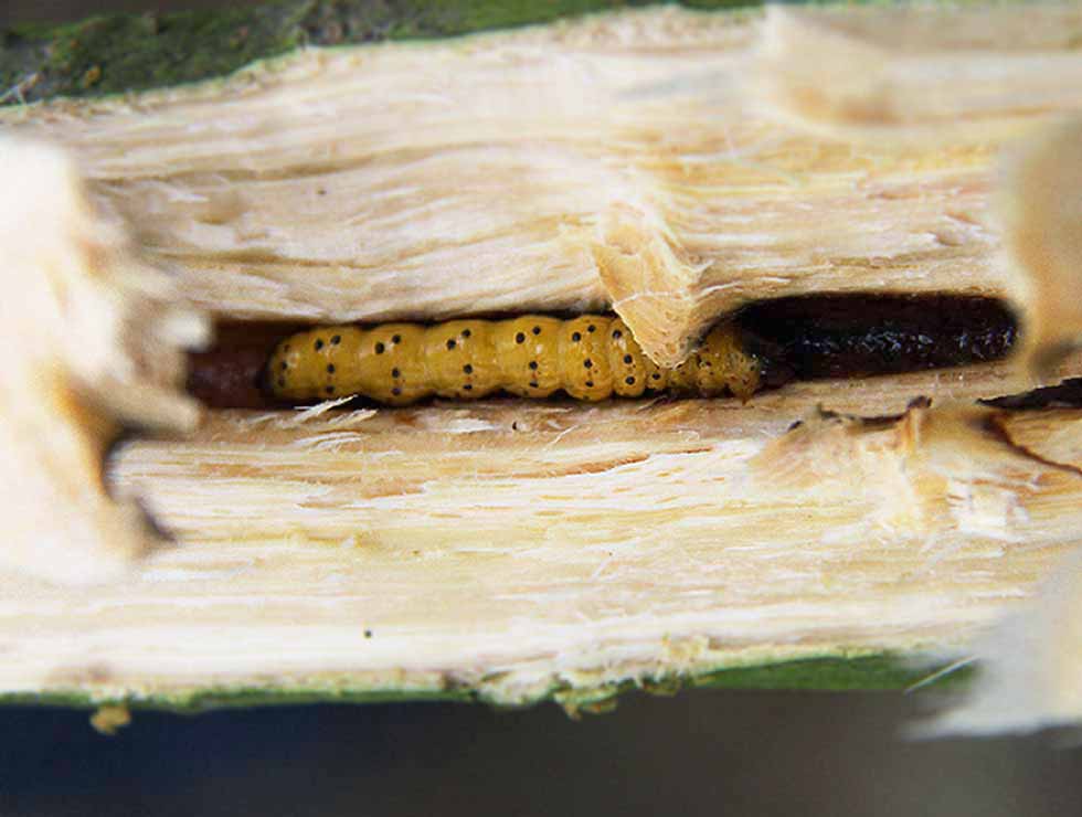 Gestippelde  houtvlinder: Larve zichtbaar na doorsnijden stam | © PCS