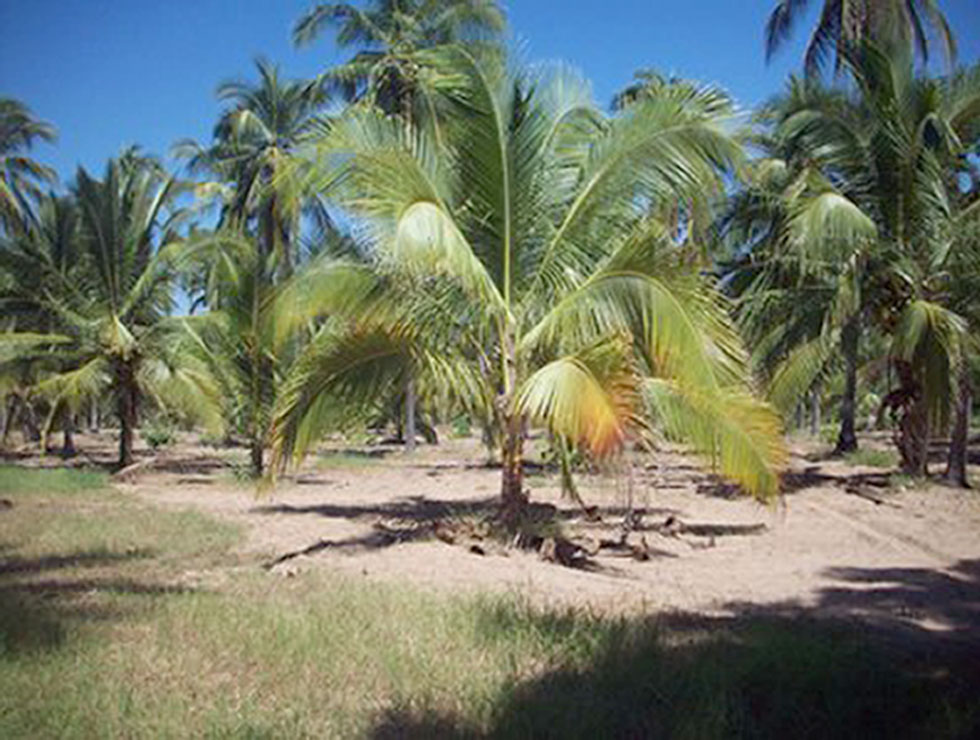 Zuid-Amerikaanse palmsnuitkever: Schadebeeld | © Dept. Hort. Secretaria Del Estado De Jalisco