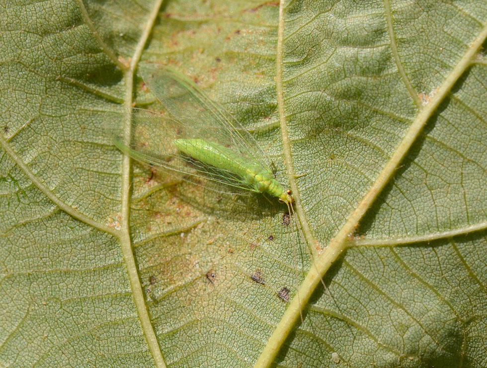 Gaasvliegen: Adult groene gaasvlieg (<I>Chrysopa carnea</I>) | © HoGent