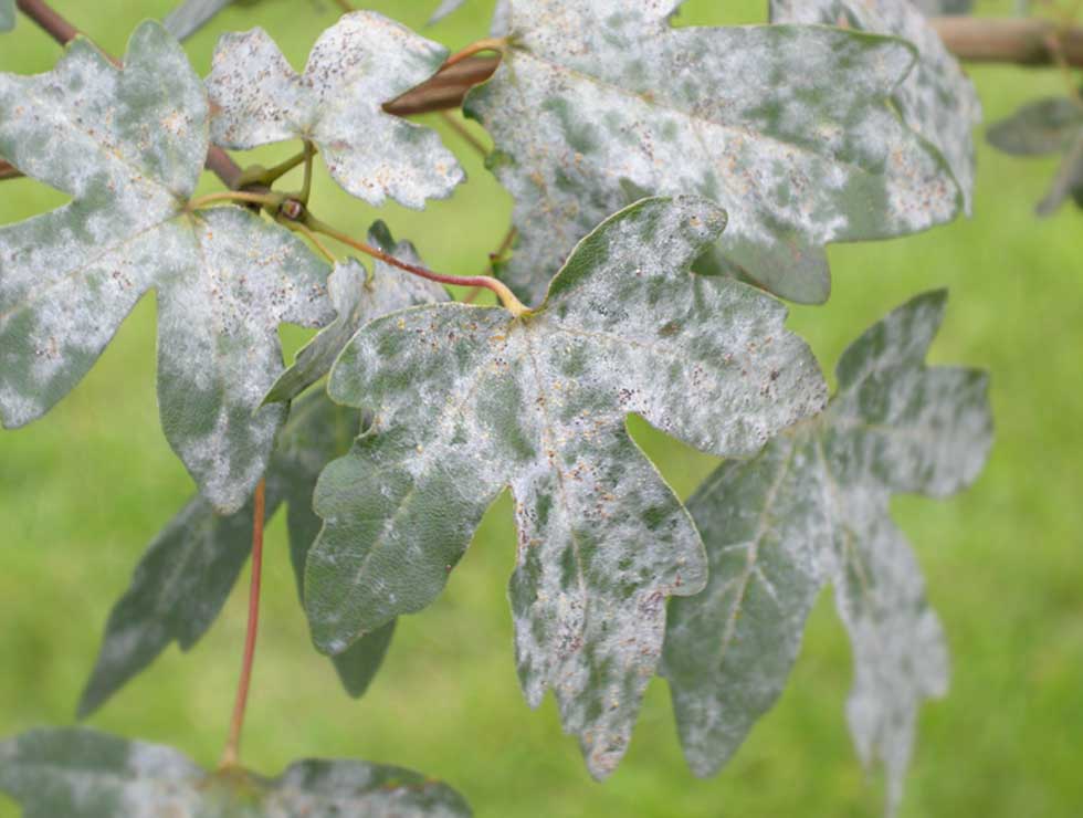 Witziekte: Schadebeeld met vruchtlichamen op <I>Acer</I> | © Viaverda