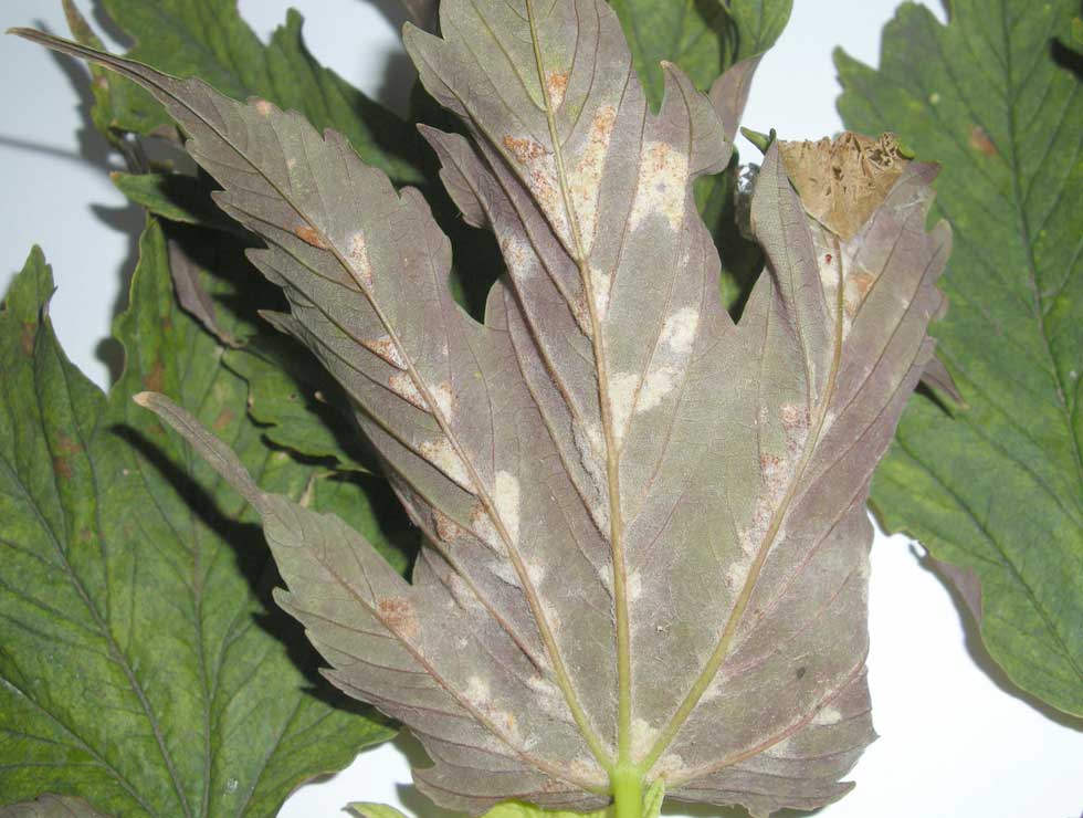 Aceria eriobius: Schadebeeld <I>Acer</I> | © PCS