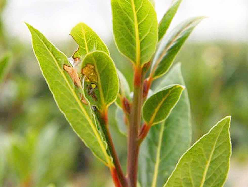 Anjerbladroller: Schadebeeld op <I>Prunus</I> | © PCS