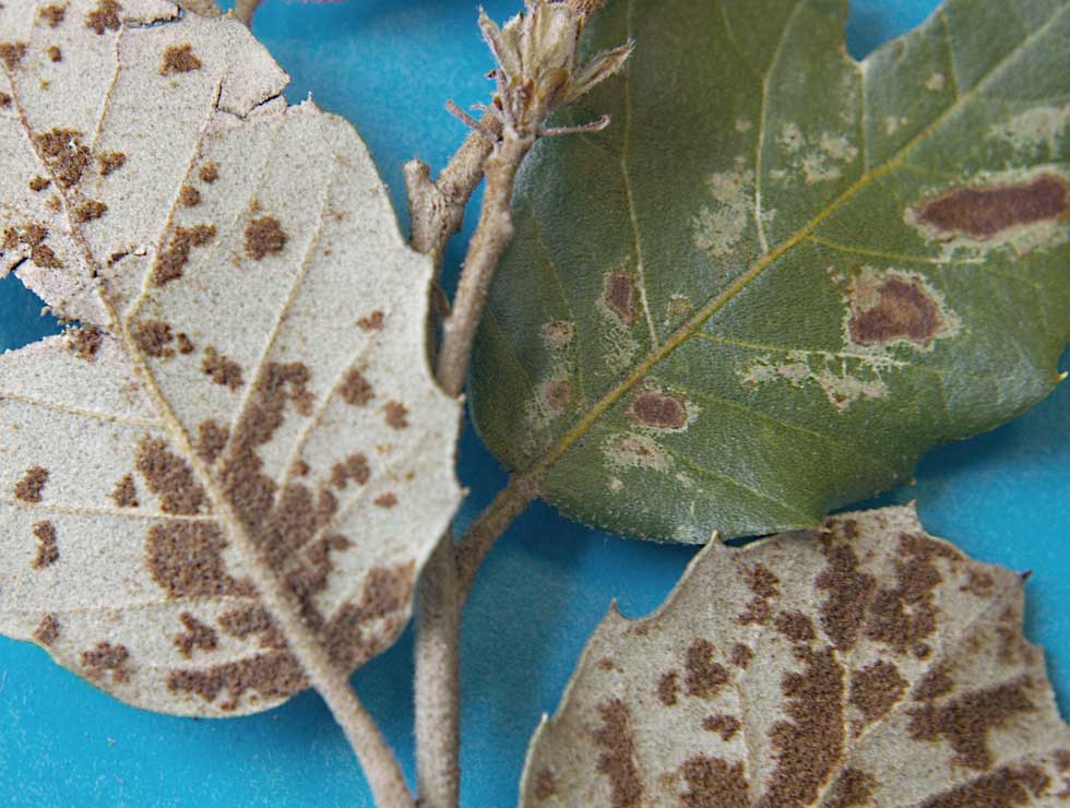Eriophyes ilicis: Schadebeeld <I>Quercus</I> | © PCS