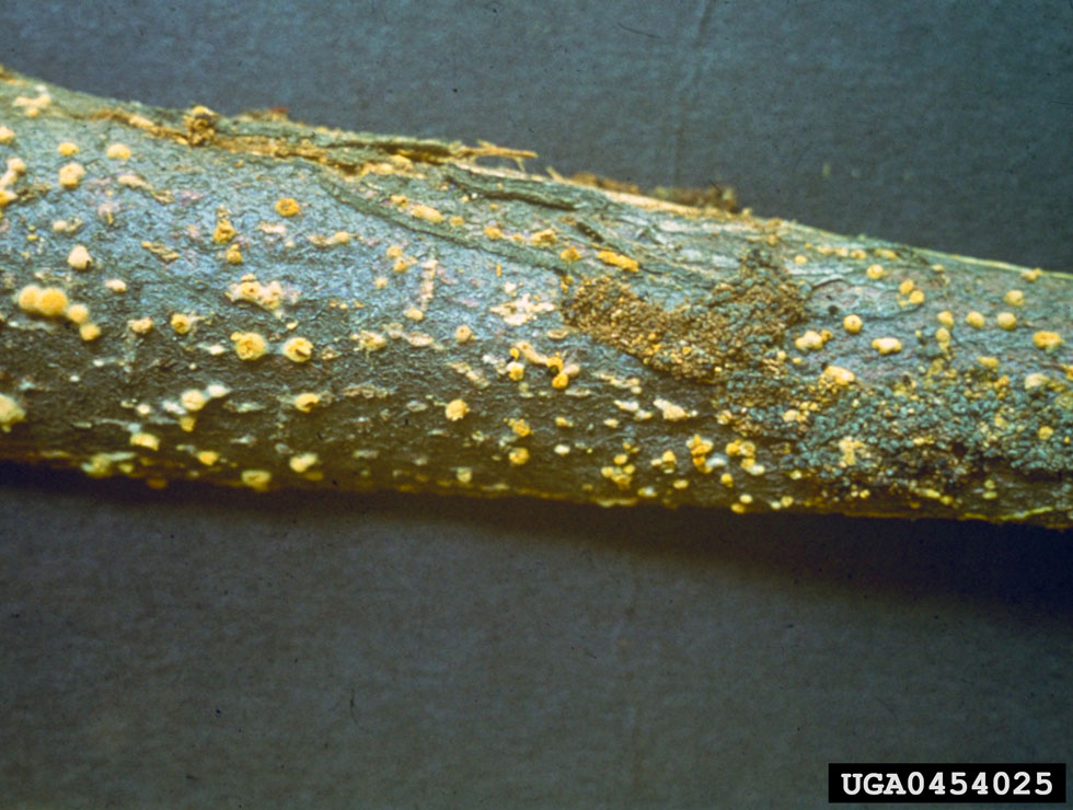 Kastanjekanker: Schadebeeld | © Ministry Of Agriculture And Regional Development, Bugwood.org