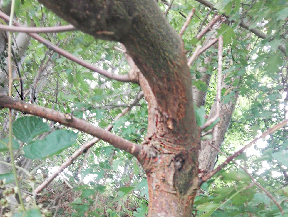 Kastanjekanker: Schadebeeld kankers | © Viaverda