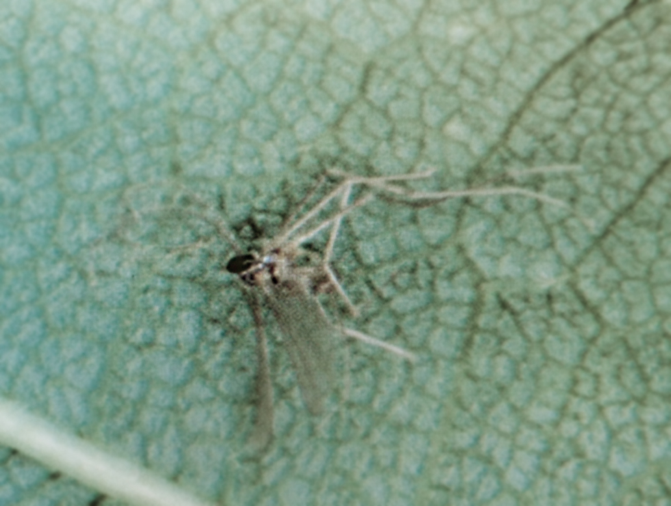 Roofgalmuggen: Adult <I>Aphidoletes sp.</I> | © Viaverda