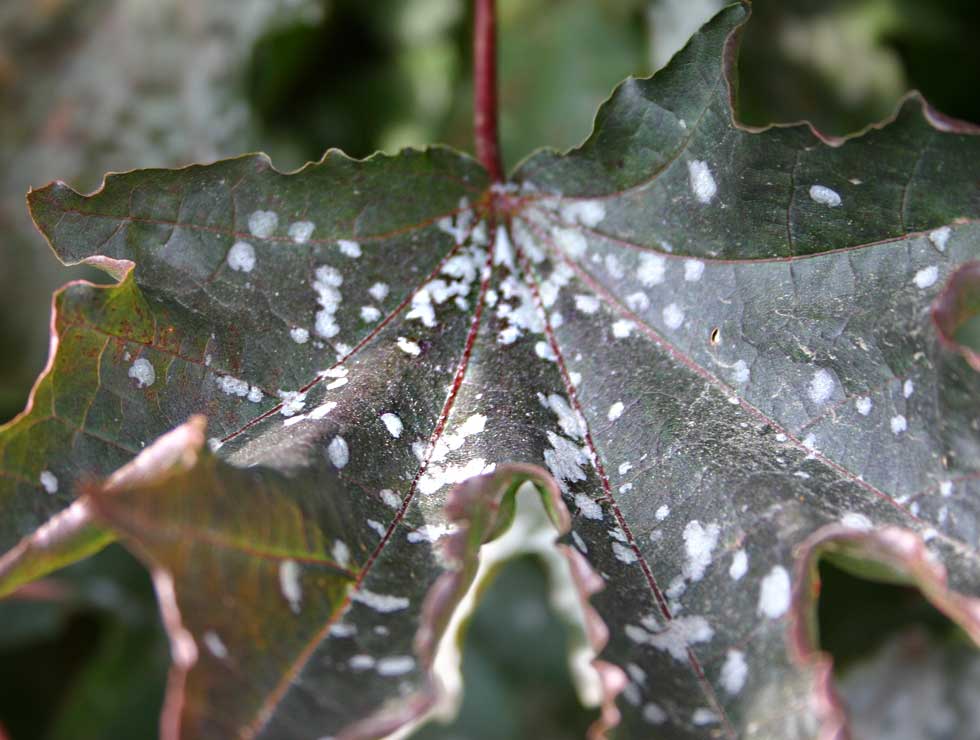 Witziekte: Schadebeeld op <I>Acer</I> | © Viaverda