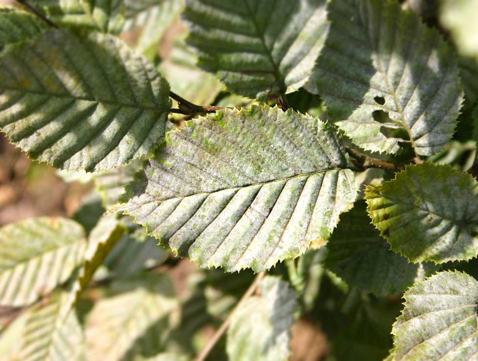 Witziekte: Schadebeeld op <I>Carpinus</I> | © Viaverda