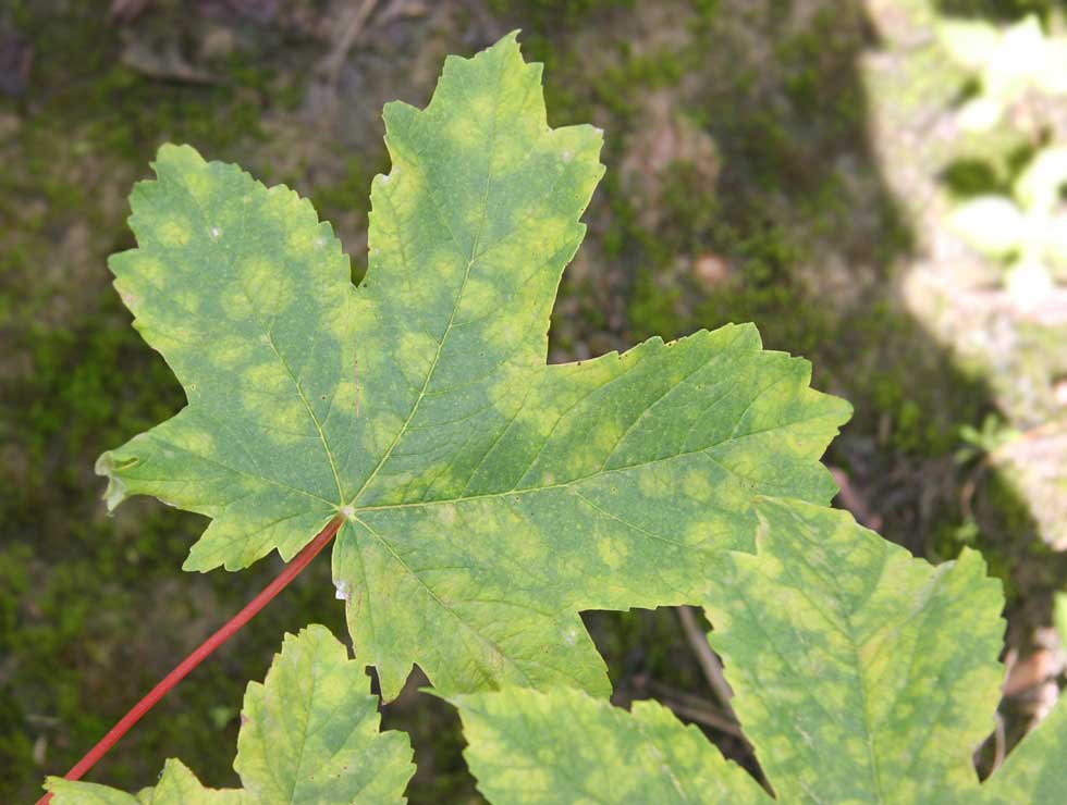 Witziekte: Schadebeeld op <I>Acer pseudoplatanus</I> | © Viaverda