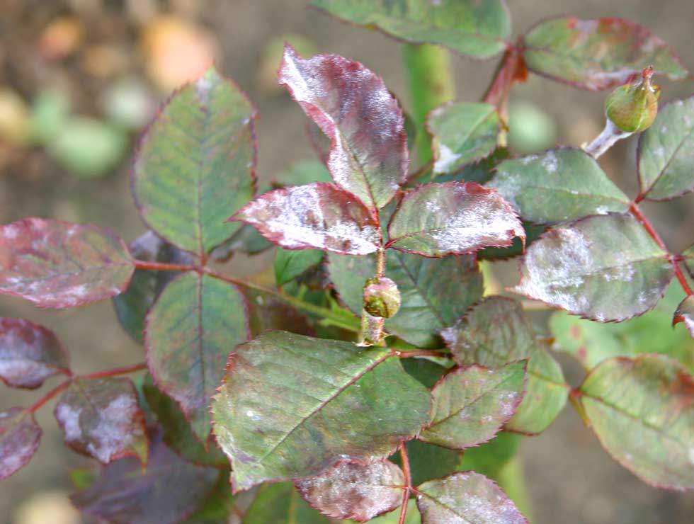 Witziekte: Schadebeeld op <I>Rosa</I> | © Viaverda